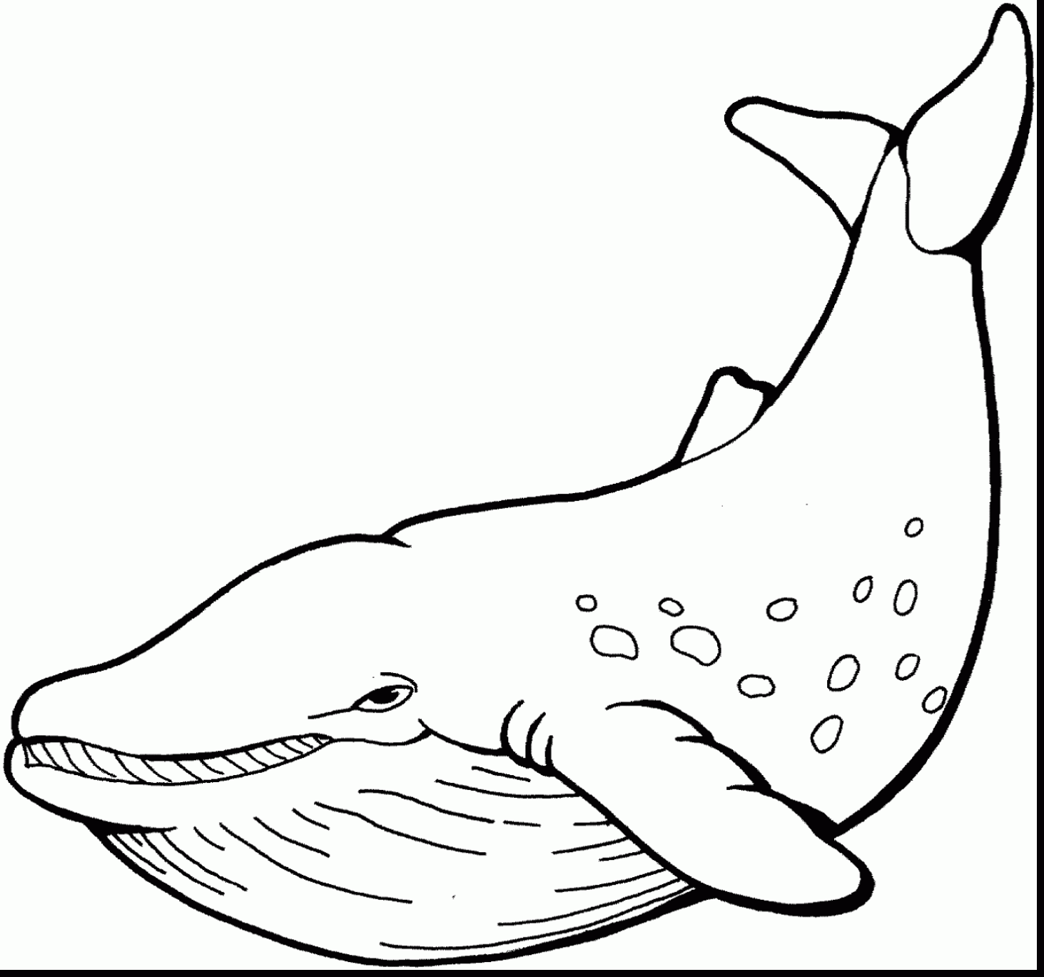1463x1369 Magnificent Bowhead Whale Coloring Page With Whale Coloring Page