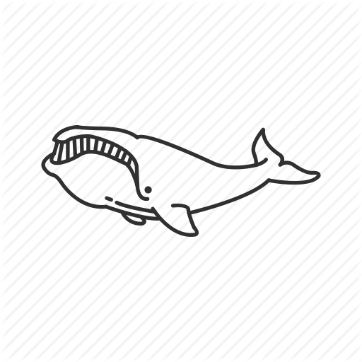 512x512 Arctic Whale, Balaena Mysticetus, Bowhead Whale, Large Marine