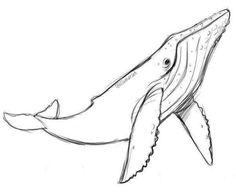 236x194 Whale Drawings How To Draw A Sperm Whale Step 4 Whales