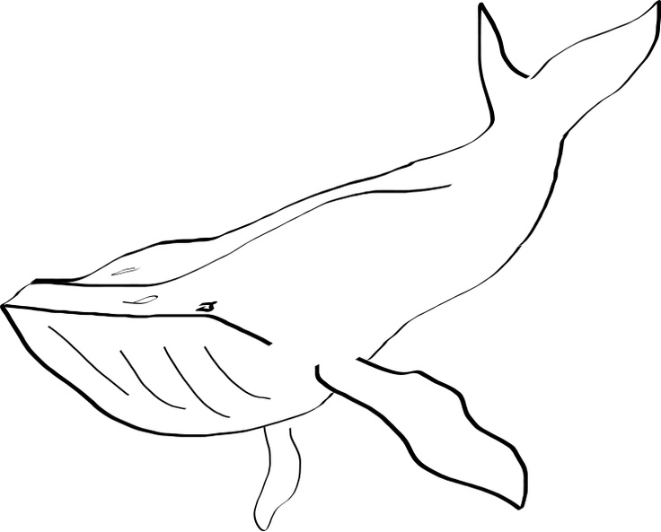 736x593 Best Whale Sketch Ideas On Whale Drawing, Whale
