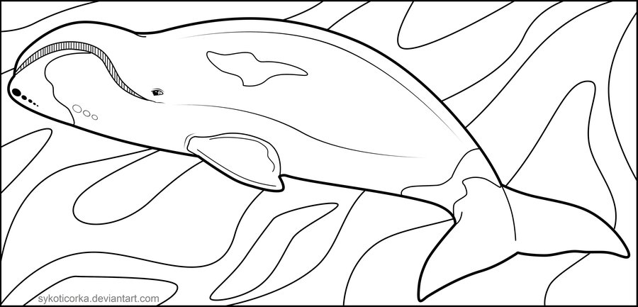 900x433 Bowhead Whale