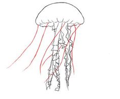 236x194 How To Draw A Jellyfish Step By Step Drawing Tutorials