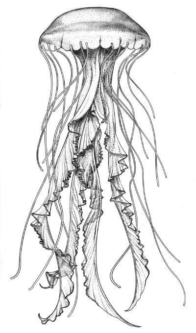 400x680 Image Result For Colored Pencil Fish Drawings Fish