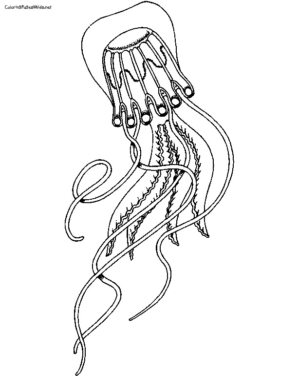 Box Jellyfish Drawing at GetDrawings | Free download