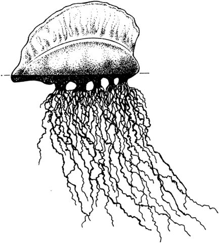 433x480 Portuguese Man O War Coloring Page Free Printable Coloring Pages
