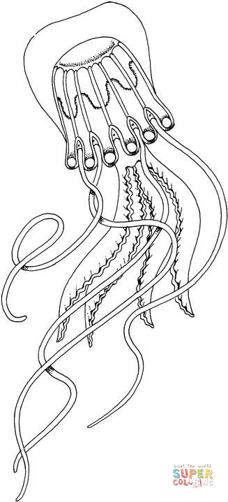 327x719 Box Jellyfish Coloring Page Free Printable Coloring Pages