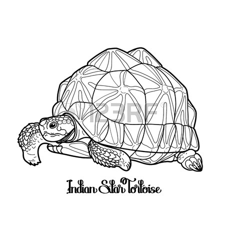 450x450 Graphic Indian Star Tortoise Drawn In Line Art Style In Blue