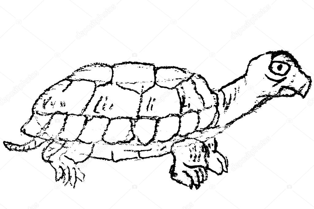 1023x682 Hand Drawn Sketch Of Turtle Stock Photo N.trifunovic
