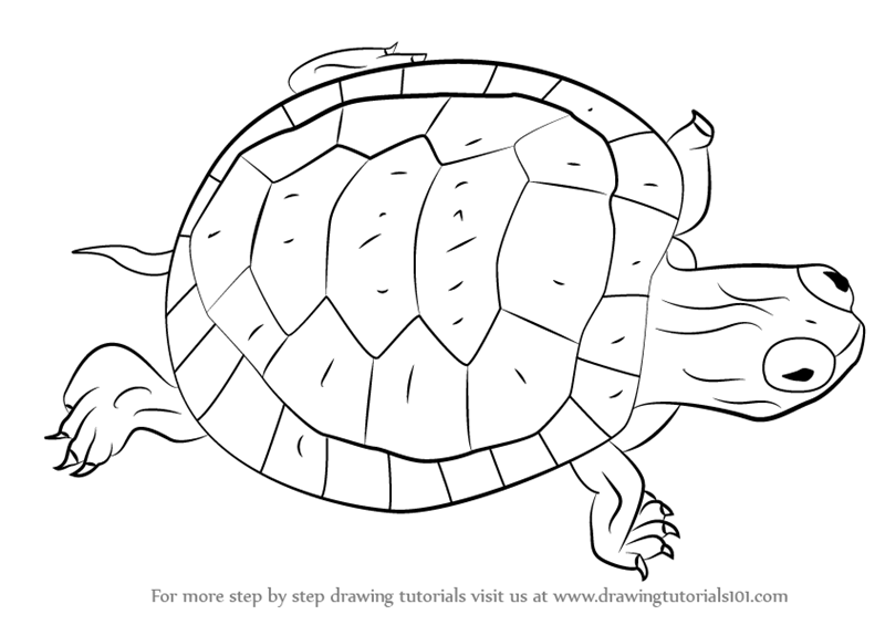 800x565 Learn How To Draw A Turtle (Turtles And Tortoises) Step By Step