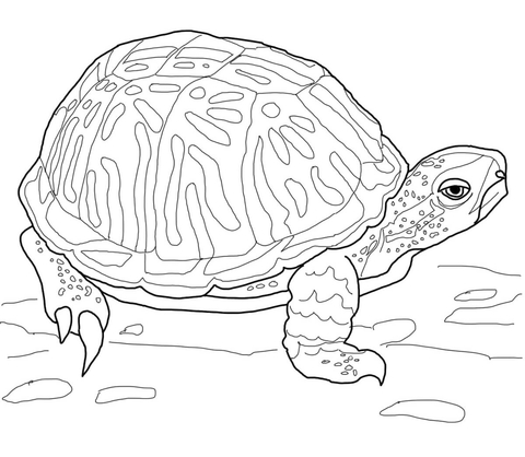 480x418 Ornate Box Turtle Coloring Page Free Printable Coloring Pages
