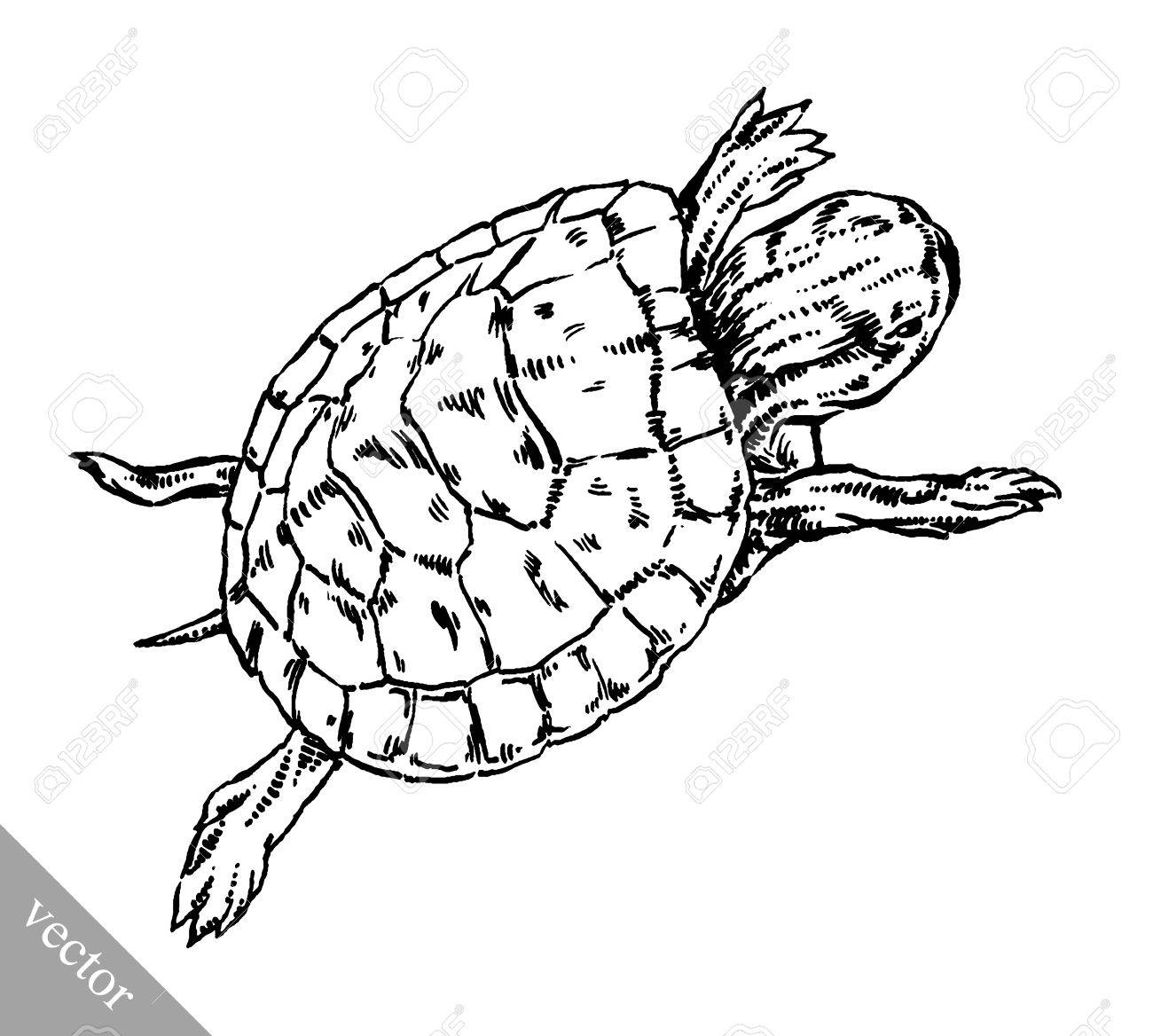 1300x1168 Black And White Engrave Ink Draw Vector Turtle Illustration