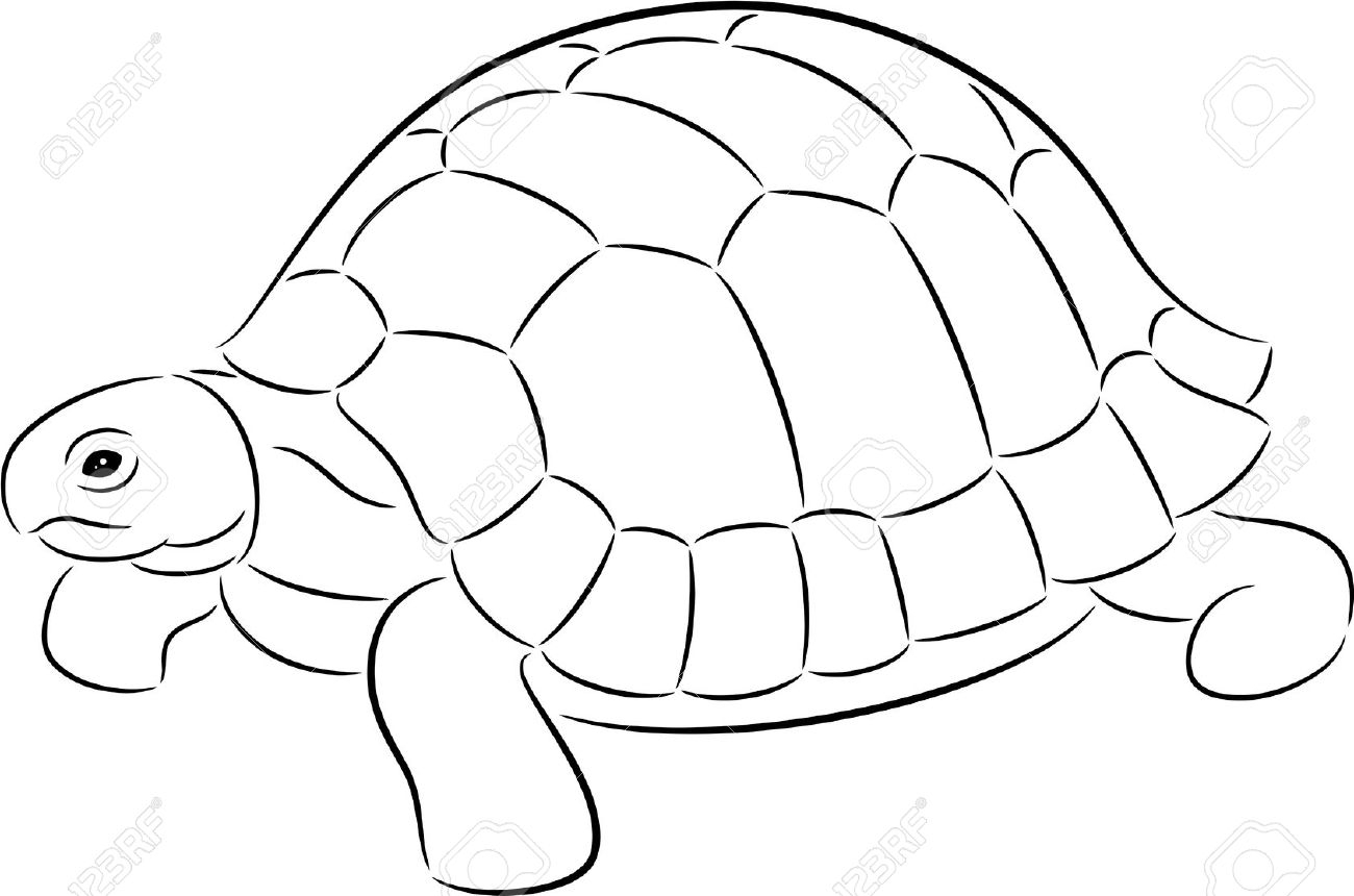 1300x860 Turtle Shell Drawing Drawn Turtle Box Turtle