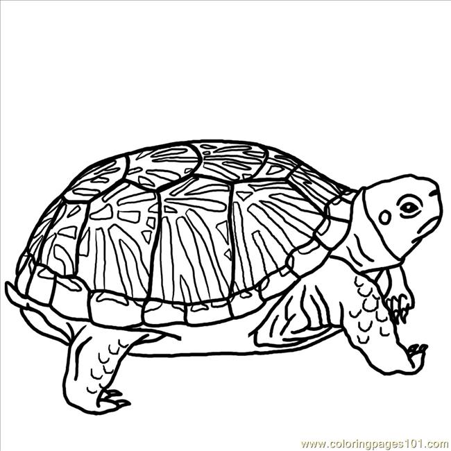 650x650 Turtle Pictures Coloring Free Printable Coloring Page Ornate Box