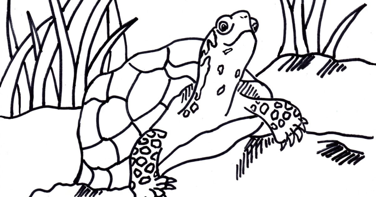 1200x630 Box Turtle Coloring Page