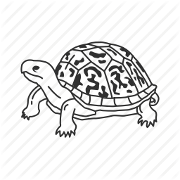 256x256 Box Turtle, Crescent Turtles, Emydidae Family, Reptile, Slow