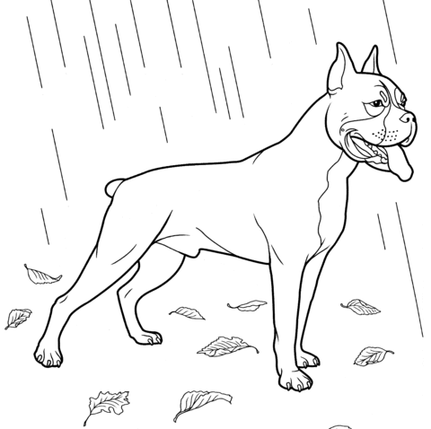 480x478 Boxer Dog Coloring Page Free Printable Coloring Pages