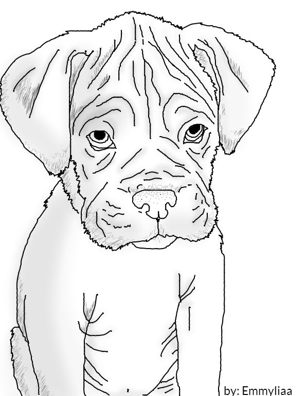 597x771 How To Draw A Boxer Puppy 55 Best Dogs Images On Dog Art
