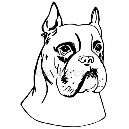 Boxer Dog Line Drawing at GetDrawings | Free download