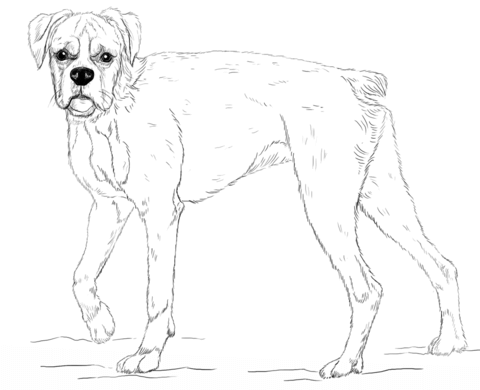 480x390 Young Boxer Dog Coloring Page Free Printable Coloring Pages