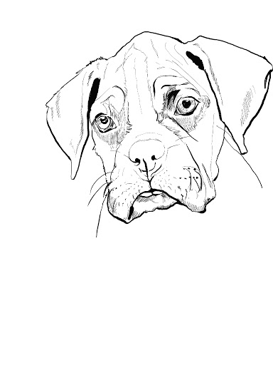 384x512 Boxer Coloring Pages