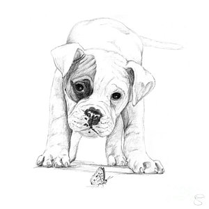 300x300 Boxer Dog Digital Art