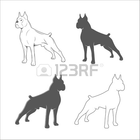 450x450 Boxer Dog Stock Photos. Royalty Free Business Images