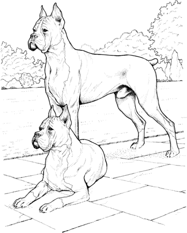 386x480 Boxers Coloring Sheets