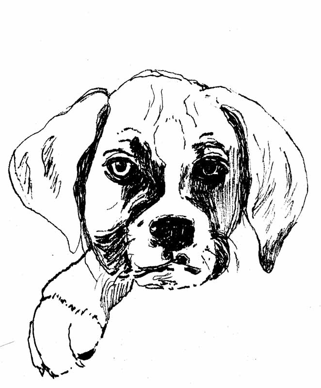 Boxer Puppy Drawing at Free for personal