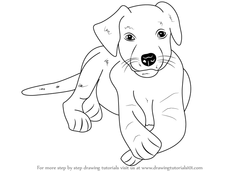 800x566 Learn How To Draw A Labrador Puppy (Farm Animals) Step By Step