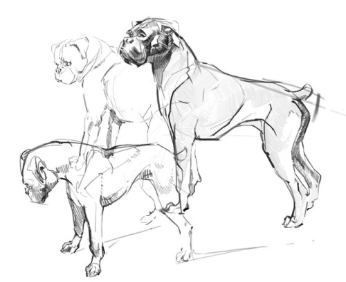 500x407 Boxers Dogs Tumblr