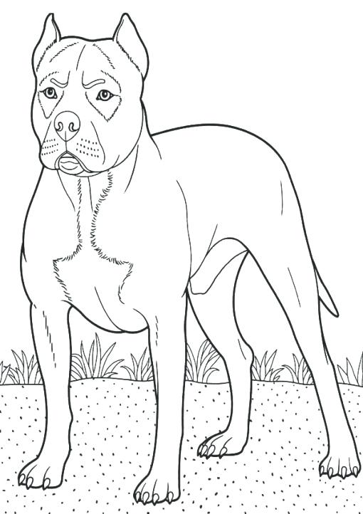 510x722 Boxer Coloring Pages Coloring Pages For Teens