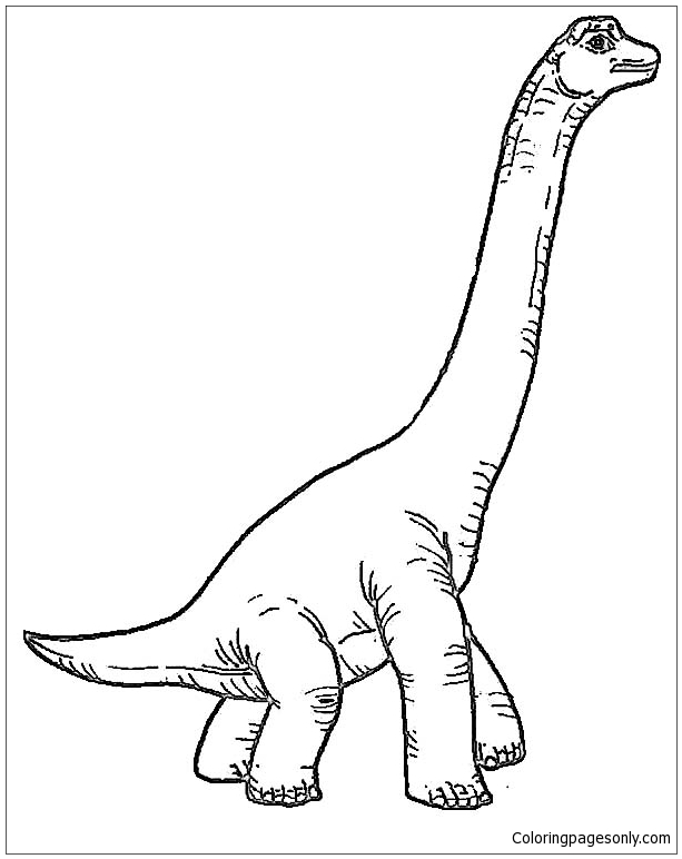 613x772 Brachiosaurus Little Baby Coloring Page