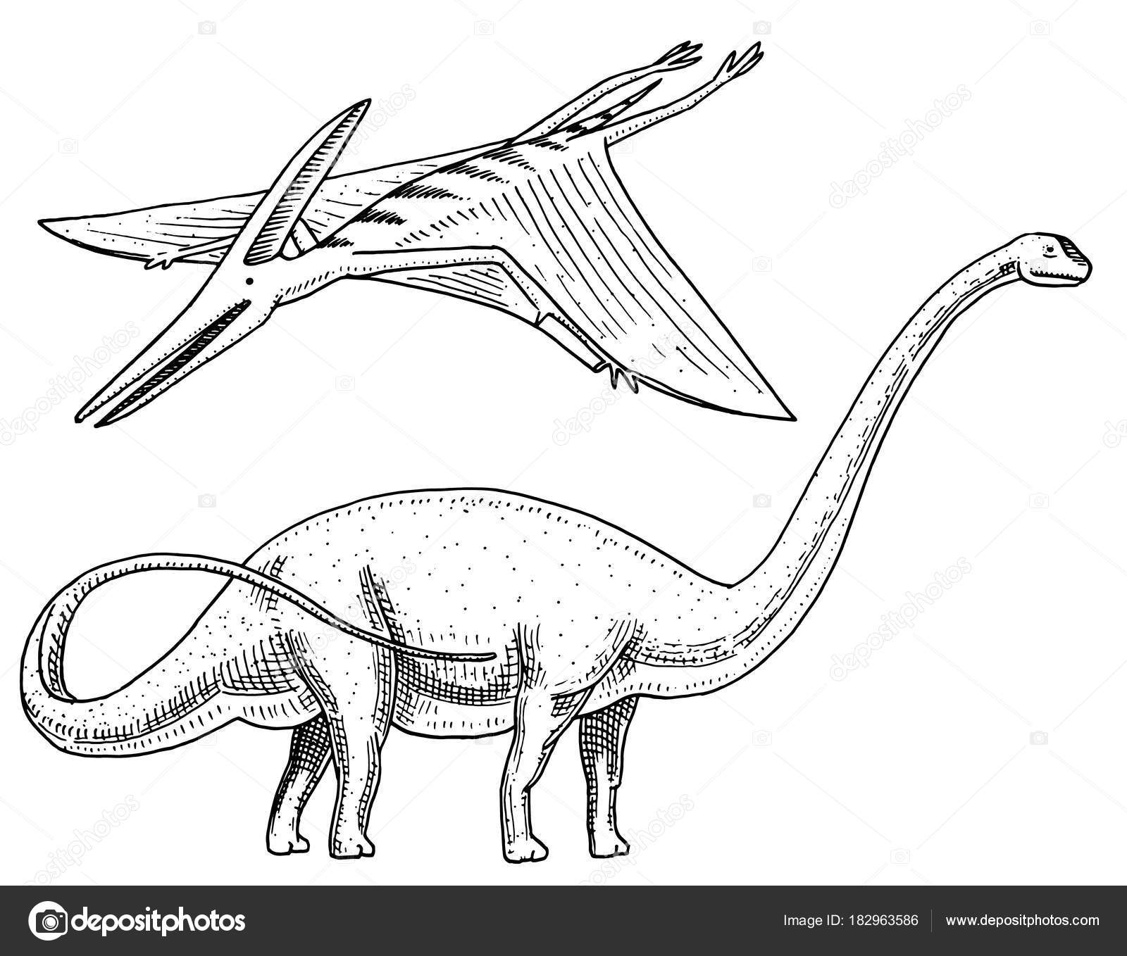1600x1358 Dinosaur Brachiosaurus Or Sauropod, Plateosaurus, Diplodocus