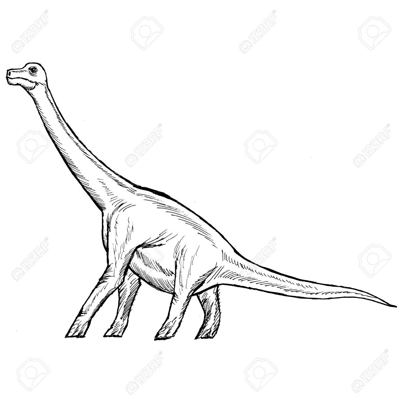 1300x1300 Hand Drawn, Sketch Illustration Of Brachiosaurus Royalty Free