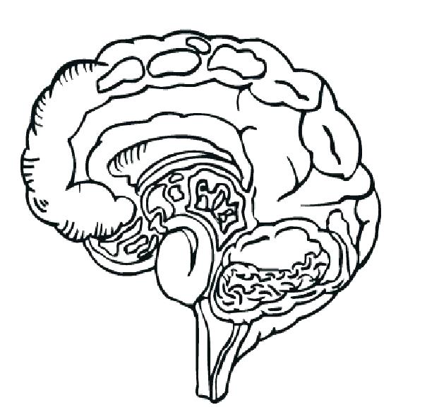 Brain Anatomy Drawing at GetDrawings | Free download