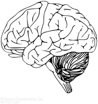 200x212 Brains Clipart Anatomy
