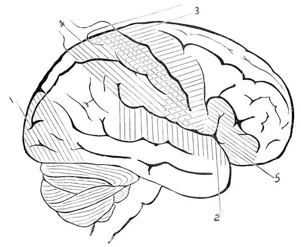 600x492 Human Anatomy Human Brain Coloring Pages Bulk Color