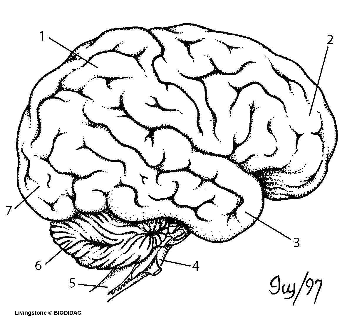 1198x1098 Human Brain Drawing Labeled The Nervous System