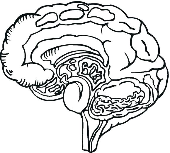 580x524 Anatomy Coloring Page Brain Anatomy Coloring Pages Human Brain