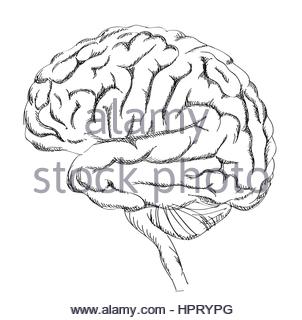 302x320 Human Hand Drawing Brain On Black Chalkboard Stock Photo, Royalty