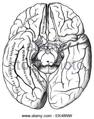 300x381 Brain Illustration From Old Human Anatomy Book Stock Photo