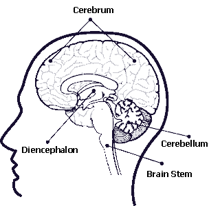 304x299 Regions Of The Brain