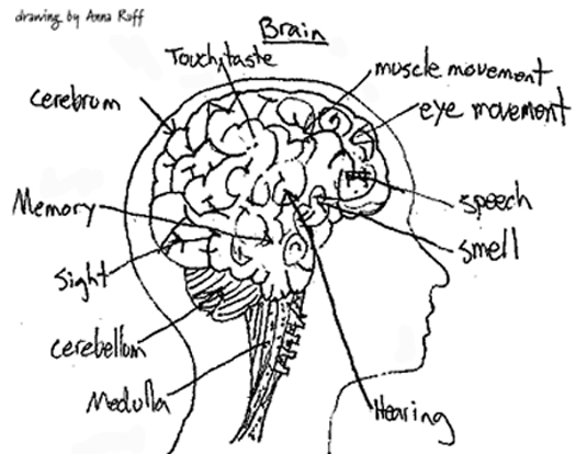 525x414 The Mechanics Of The Brain