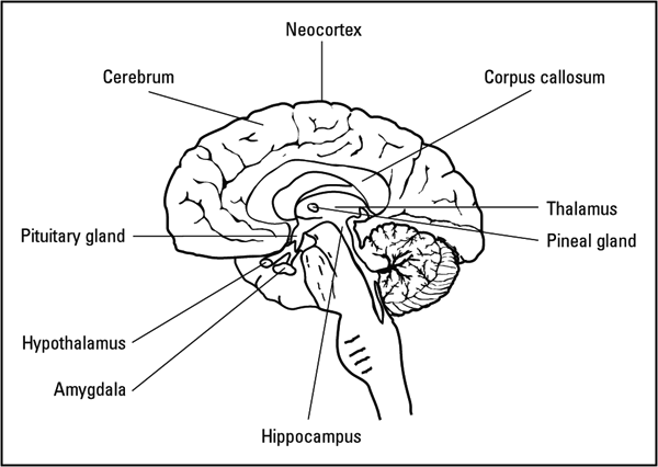 600x426 A Walk Through The Brain