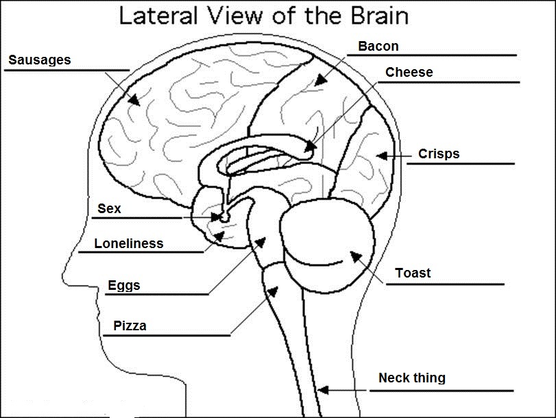 811x610 The Human Brain H Anthony Hildebrand