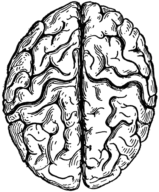 531x640 Top View Of The Cerebrum Clipart Etc