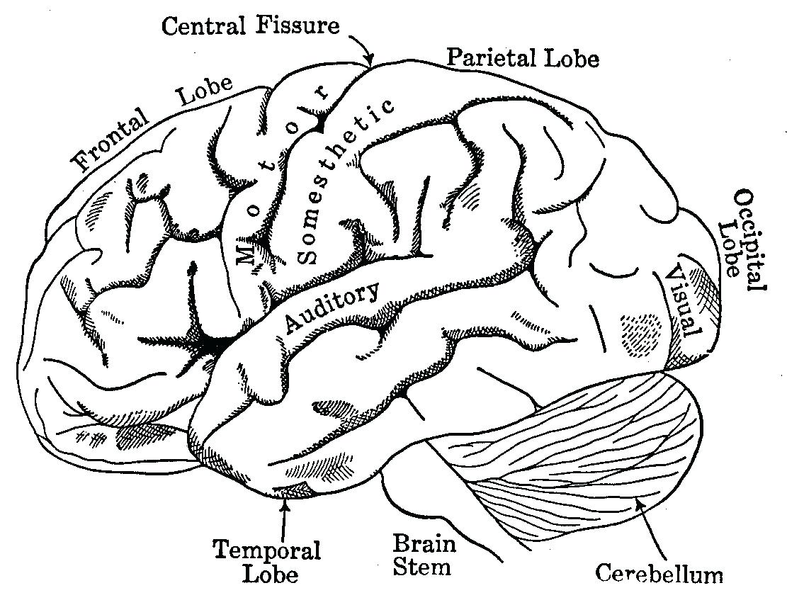 1111x854 Diagram Temporal Lobe Diagram