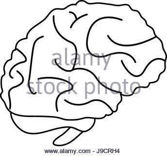 344x320 Brain Cartoon Illustration Draw Stock Vector Art Amp Illustration