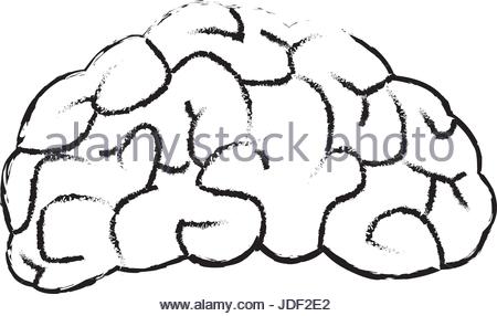 450x286 Human Brain Drawing Stock Vector Art Amp Illustration, Vector Image
