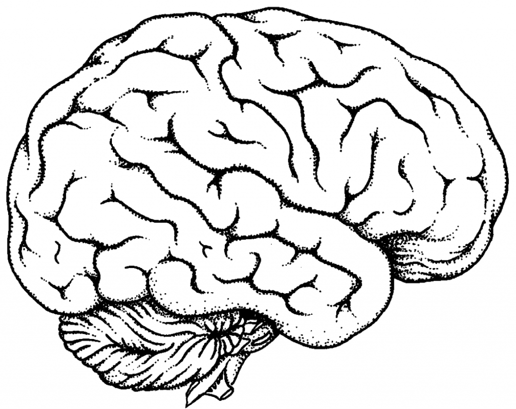 1024x812 Simple Brain Sketch Simple Drawing Of Brain